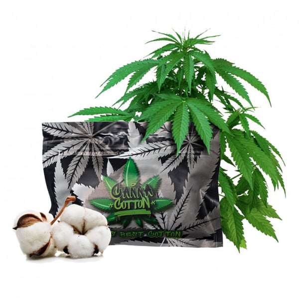 Canna Cotton